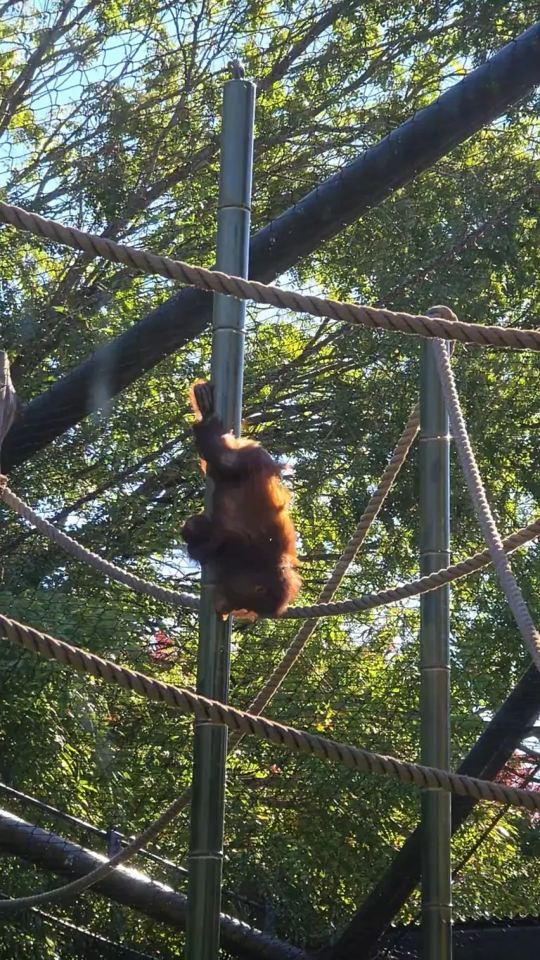 Baby orangutan at the Oregon Zoo being adorably silly today