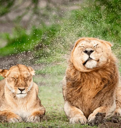 Nominees for comedy Wildlife Photo Of The Year