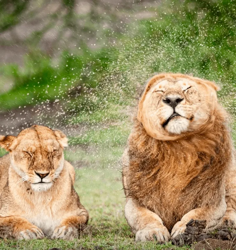 Nominees for comedy Wildlife Photo Of The Year