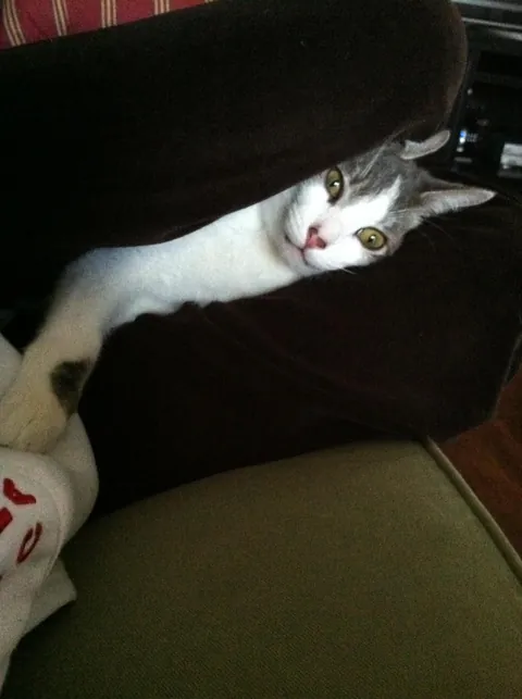 Steve the cat - 13 years and 1 less eyeball later, he is still my constant companion