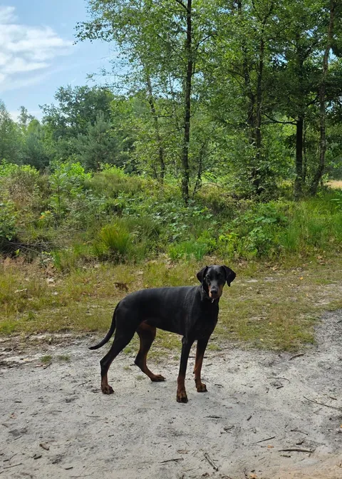 Sasha, my European Doberman with a tail and floppy ears