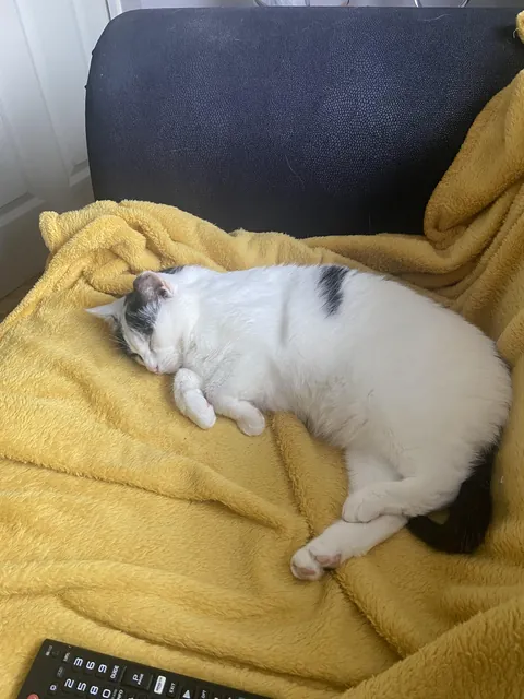 My cat Oreo (7) is in critical condition at the vet tonight. Please send her your thoughts and prayers because I’m so scared of losing her 🙏🏻