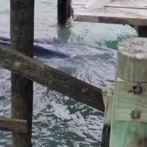 New Zealand's Department of Conservation dismantling a wharf to save a stuck Pygmy blue whale