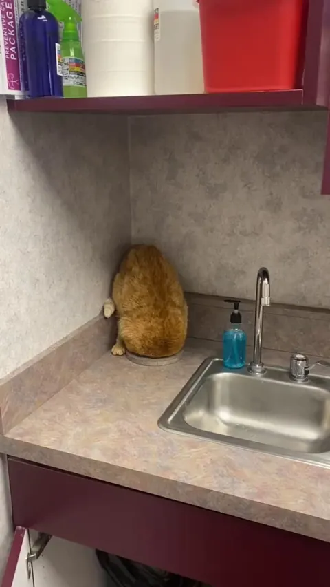 He is searching for braincell