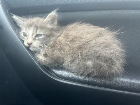 Found this little one running across a 4 lane highway
