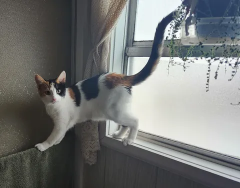 Introducing Baby Jessica