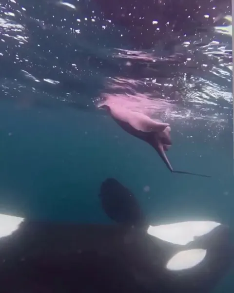 Orca flings pregnant ray into the air