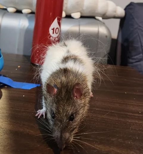 The Level of Fluff on New Zealand Angora/Fluffy Rats!