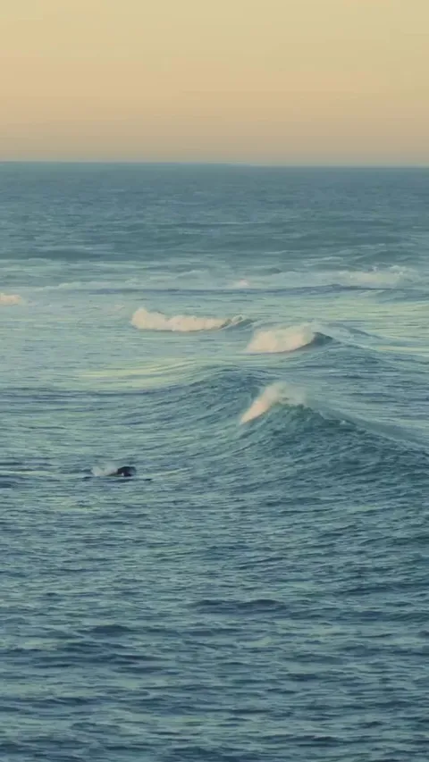 🔥 Orca pod playing in the waves