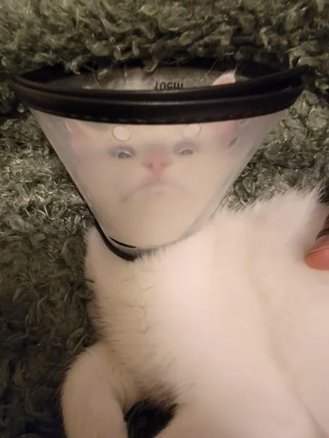 My cat (Haku) after we got him neutered ☹️... 😂