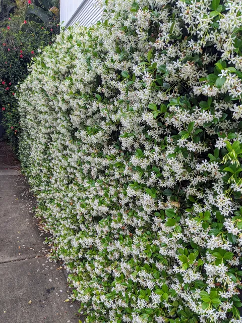 The fence is covered with star jasmine, Brisbane, AU.