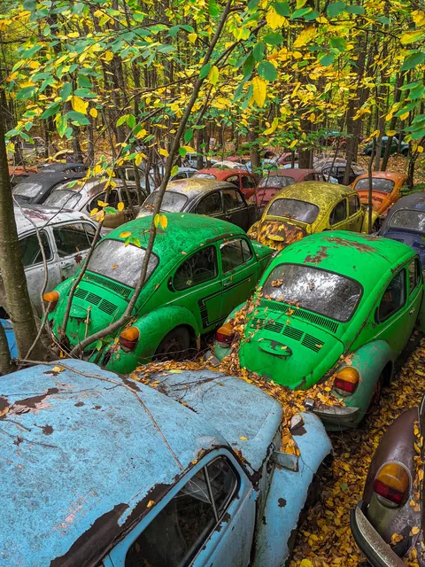 Colorful bug-infested woods (OC)