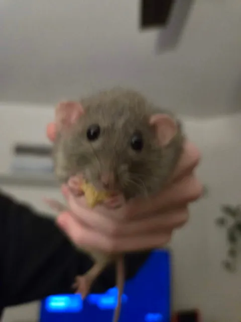 Not a single braincell in Jimily's head