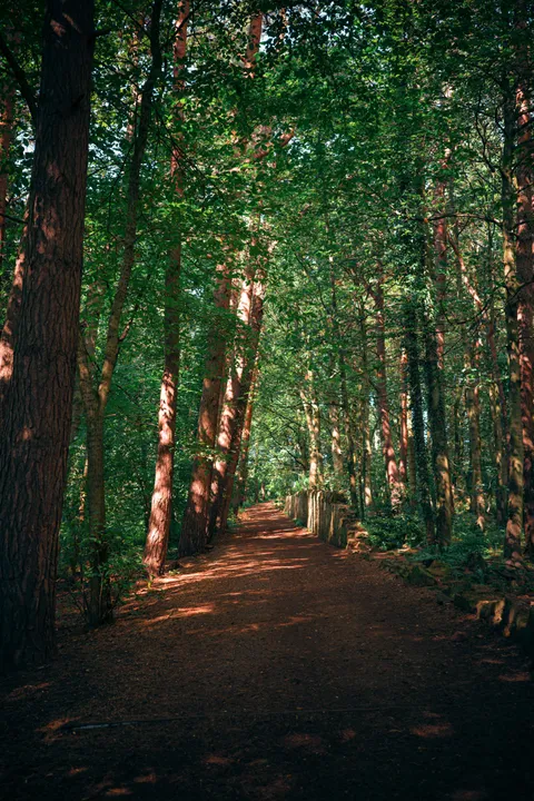 ITAP of a walk through the woods.