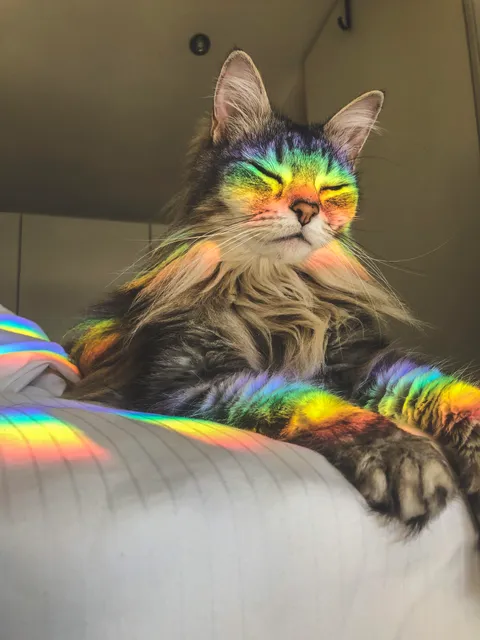 PsBattle: This rainbow cat