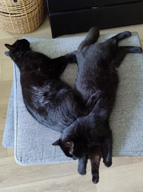 My very bonded pair, Harry and Peter. The bastards never cuddle with me.