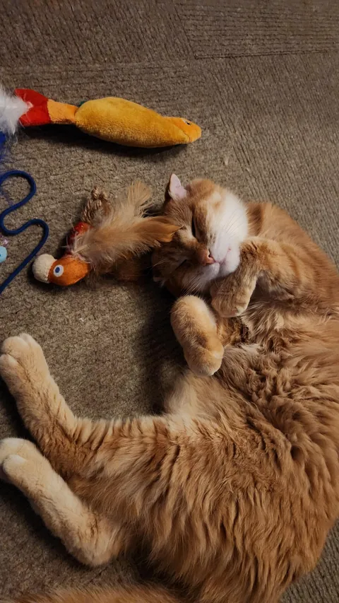 This is Cheeto, adopted this old man a while back and I think he might be my soul cat.