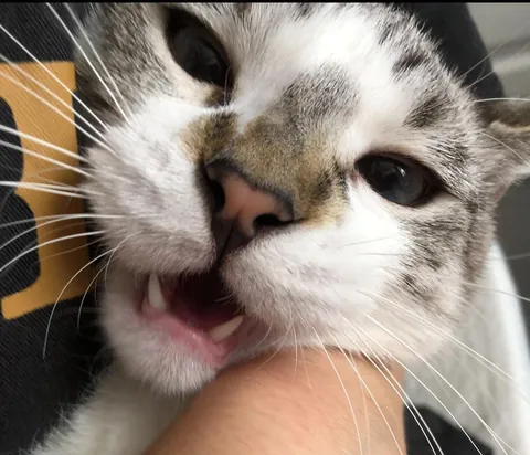 My friends cat is a pervert