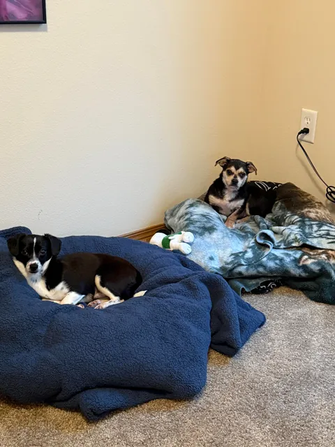 Little Emmy and Oreo) rescued March 2025)