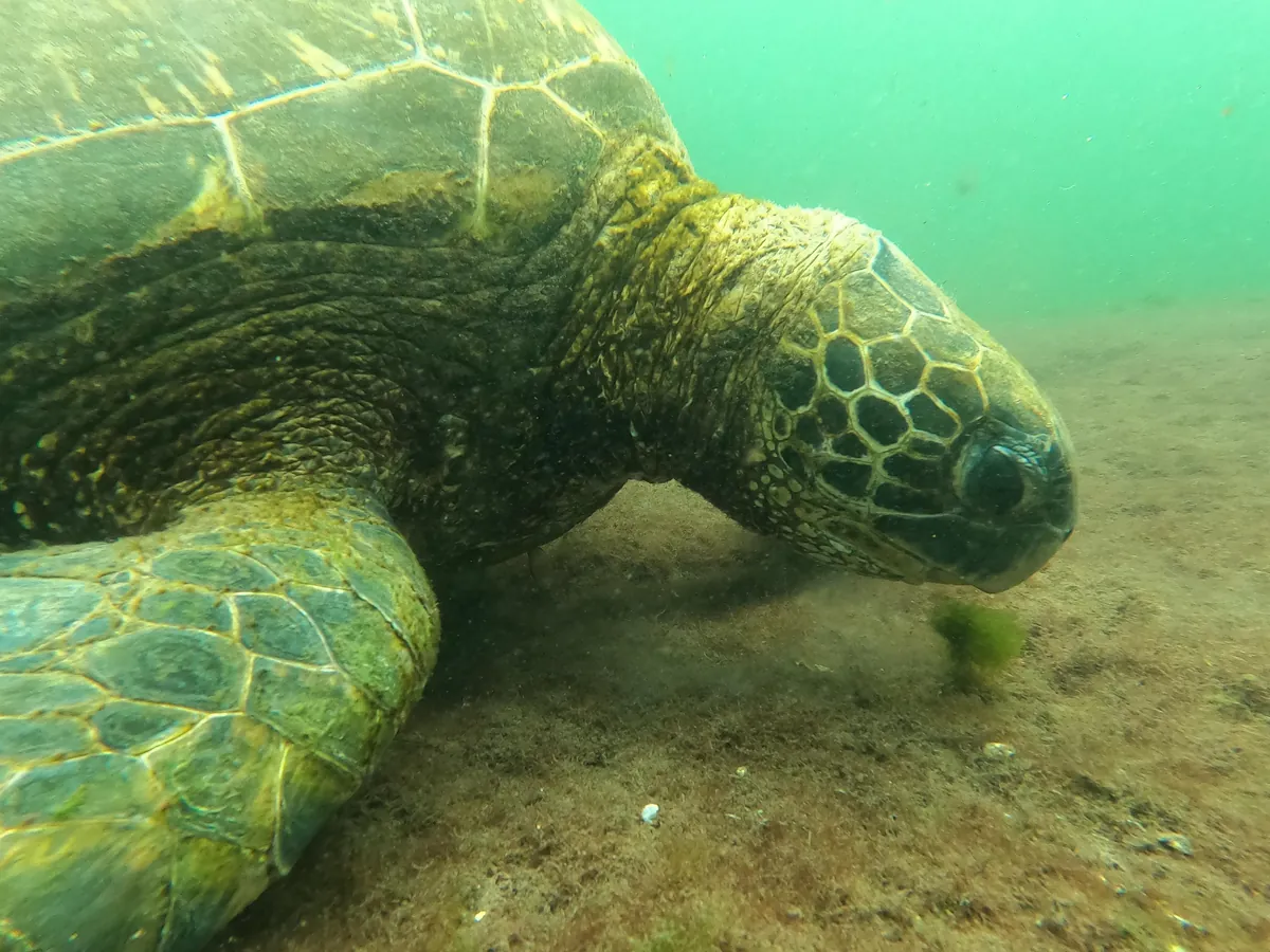 One Year in Latin America, Mexico to Patagonia