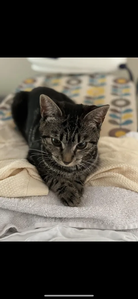 We found her in our back garden after hearing her screaming for help. Her voice was almost gone. The vet told us that she was 3 months old at the time and none of us knew how long she had been outside for. It might’ve been days or weeks. All I know is that she is a true warrior and is happy now💪🏼