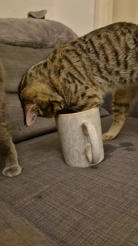 "Human! My sister is being a derp again!!"