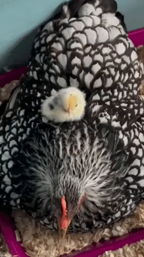 Disappearing into mom's feathers