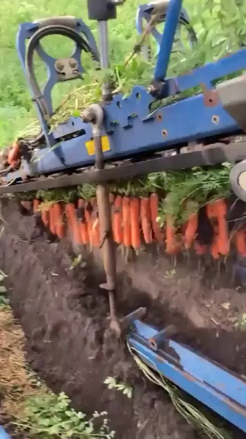 Carrots been Harvested