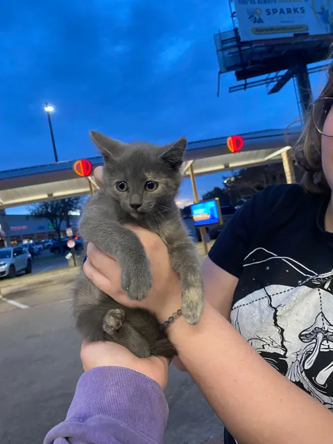 Found this stinky girl in a sonic parking lot 🥺💗