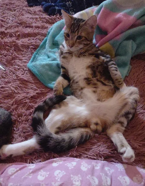 Herman at a few months old vs 3 years old