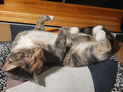 Why is it so common for cats to have paws that are a different color than the rest of their legs?