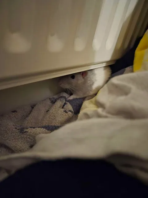 Ernie in places he shouldn't be but they get progressively funnier