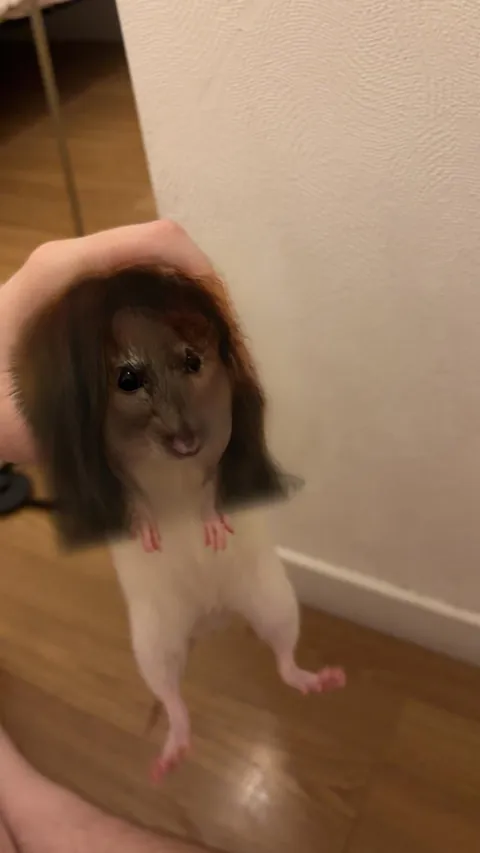 My boyfriend discovered that snap filters work on rats