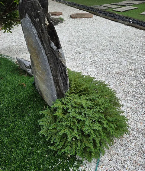 Is this weed growing at the base of this rock an adorable edition or nah? Mom wants to end its life, I'm playing defense lawyer.