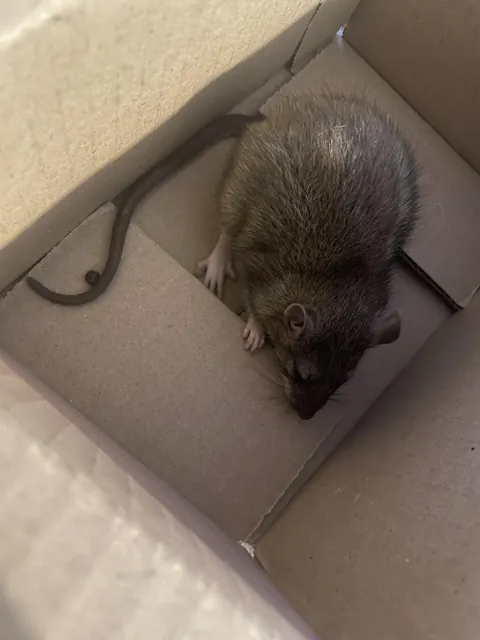Wild rat or escaped pet?