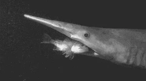 A goblin shark in the Mariana trench eating it's prey