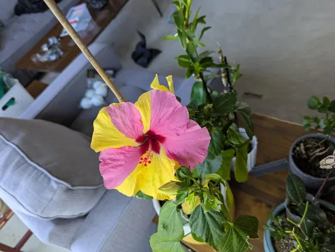 What is going on with my hibiscus?