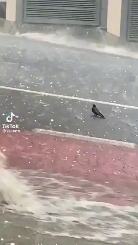 Every life matters 🐦‍⬛🐦‍⬛