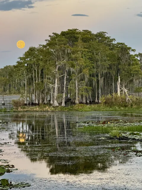 🔥Harvest moon rising over a Florida wetland