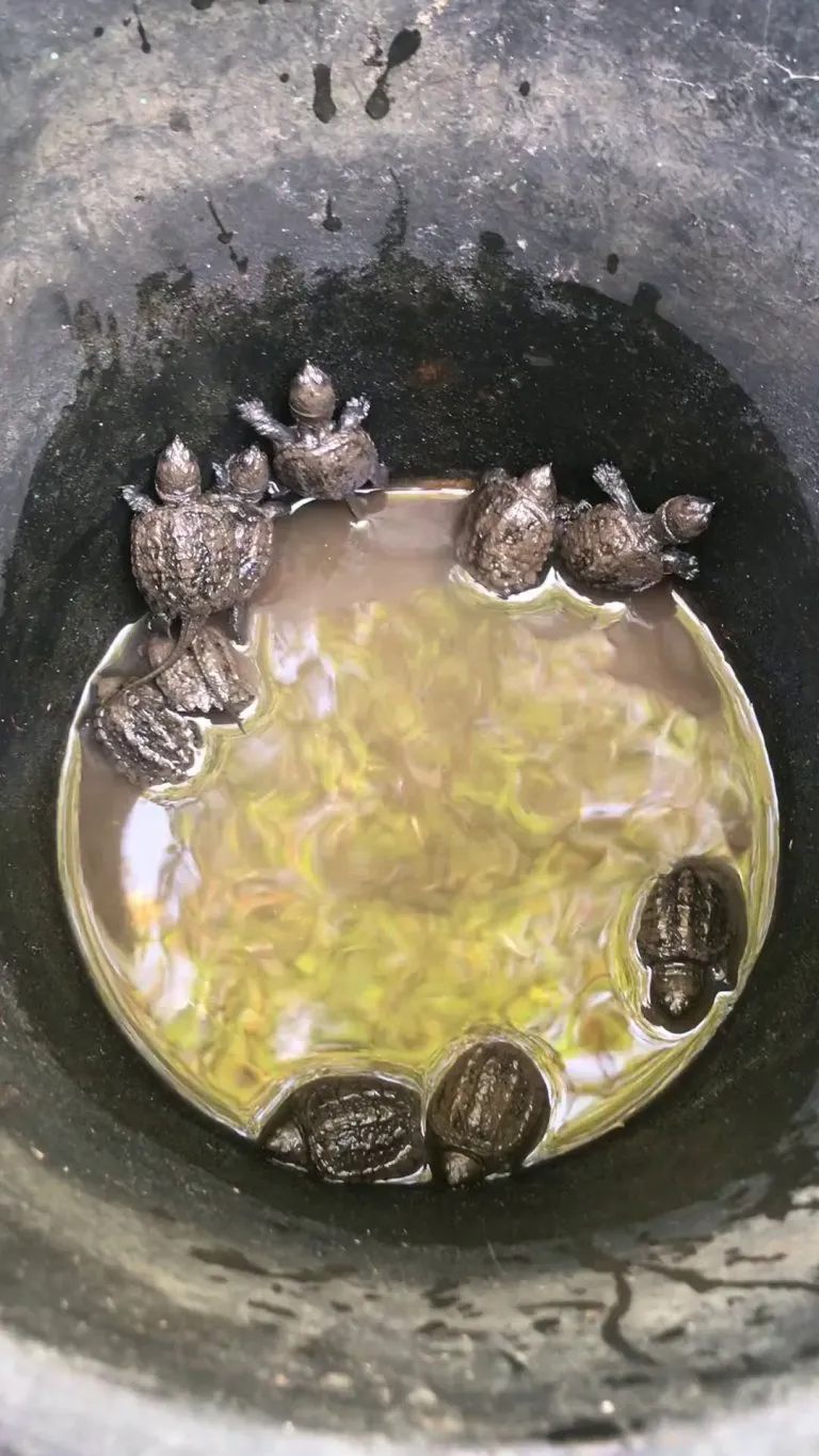 Big mama turtle lays her eggs in our yard every summer, we always watch the area to get them into the water as soon as they hatch so the predators don’t get at them first. Another successful year!!