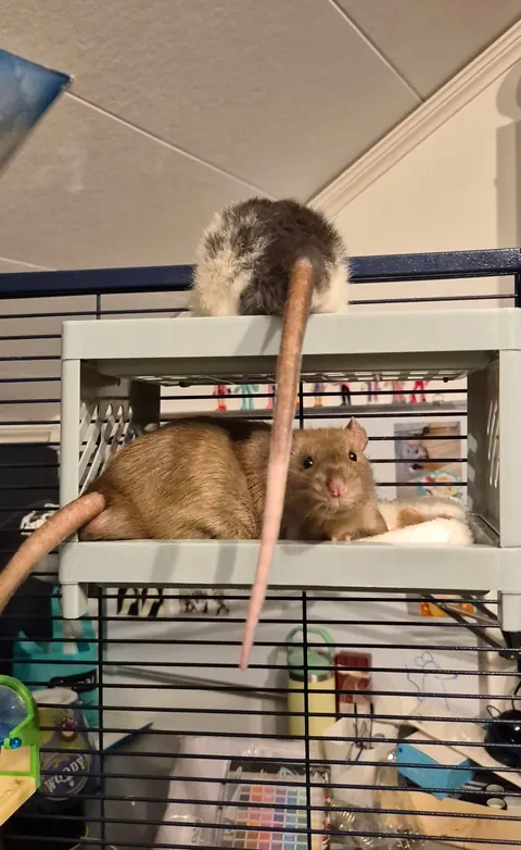 Rat bunk bed 🛏
