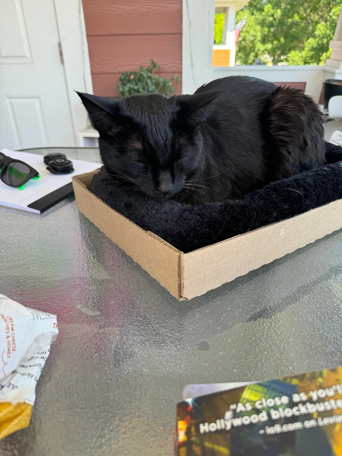 Severian is new here and wants everyone to know that he can, in fact, cat with the best of them