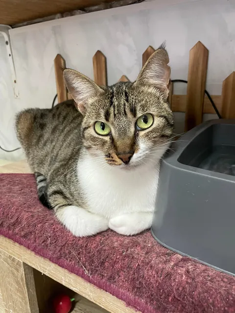 Weekly shelter volunteer: cleaner, not feeder