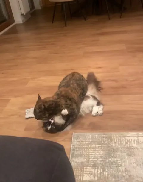 No stinky cats in this house!