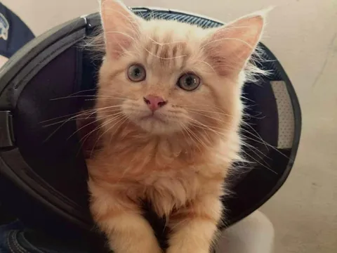 A tiny traveler , with a softest paws .