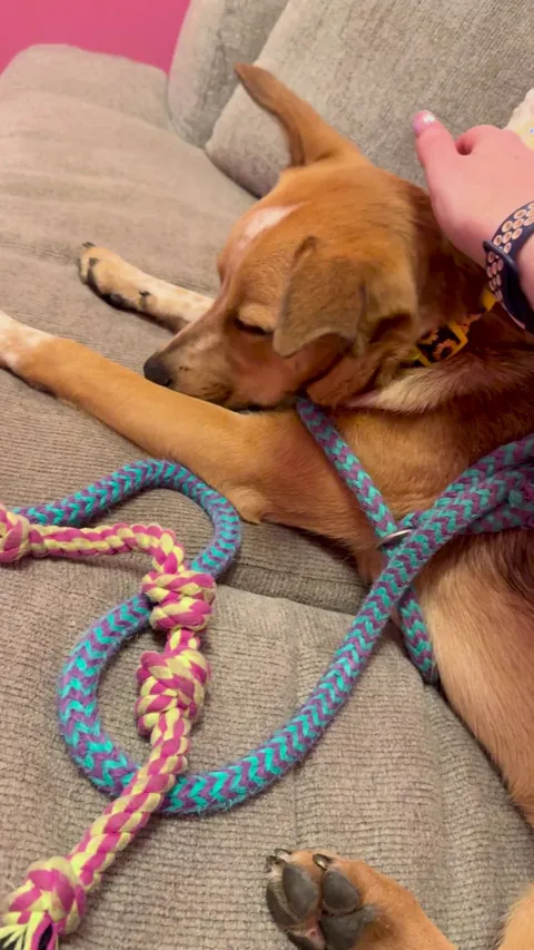 I volunteer at my local shelter as “the therapy human for scared pups”. Getting a nervous pup to take a nap is a pretty good feat, I think.