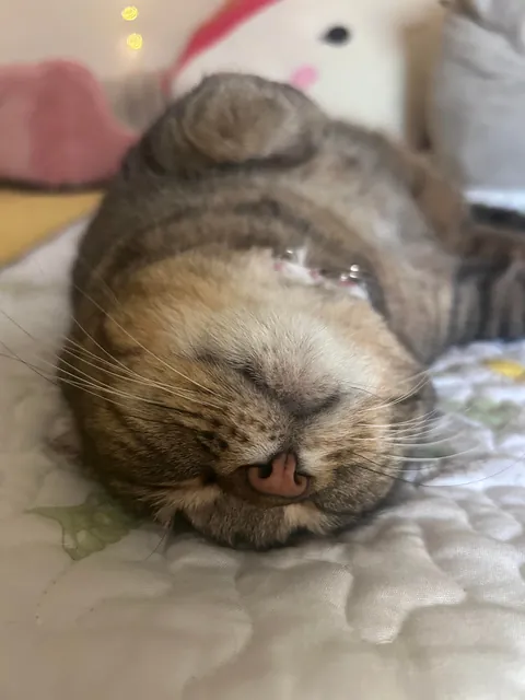 Do you ever just love your cat so much you cry??