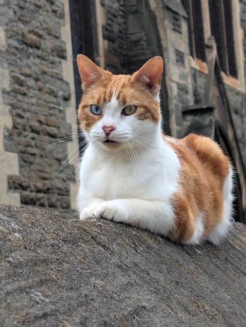 This absolutely gorgeous cat I saw earlier today, just chilling.