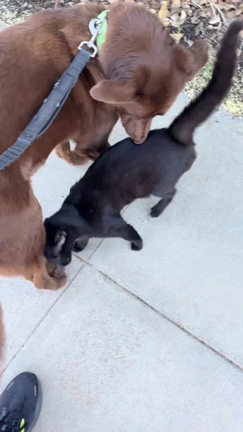 My Dog and I got ambushed while out for a walk