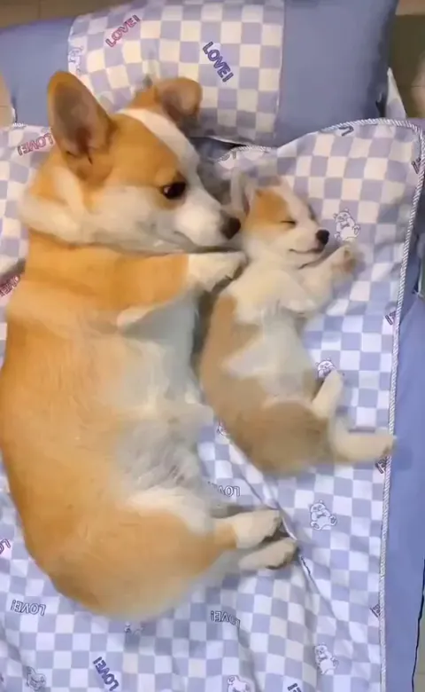 Mother corgi with baby corgi